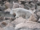 PICTURES/Mount Evans and The Highest Paved Road in N.A - Denver CO/t_Goat9.jpg